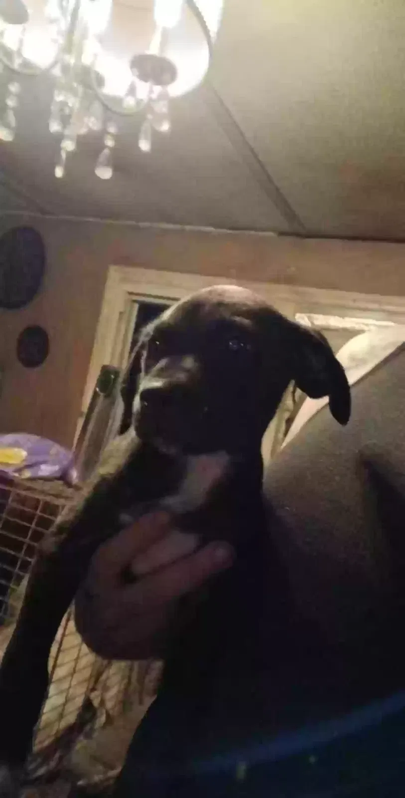 Lost dog in Zirconia, NC, 28790