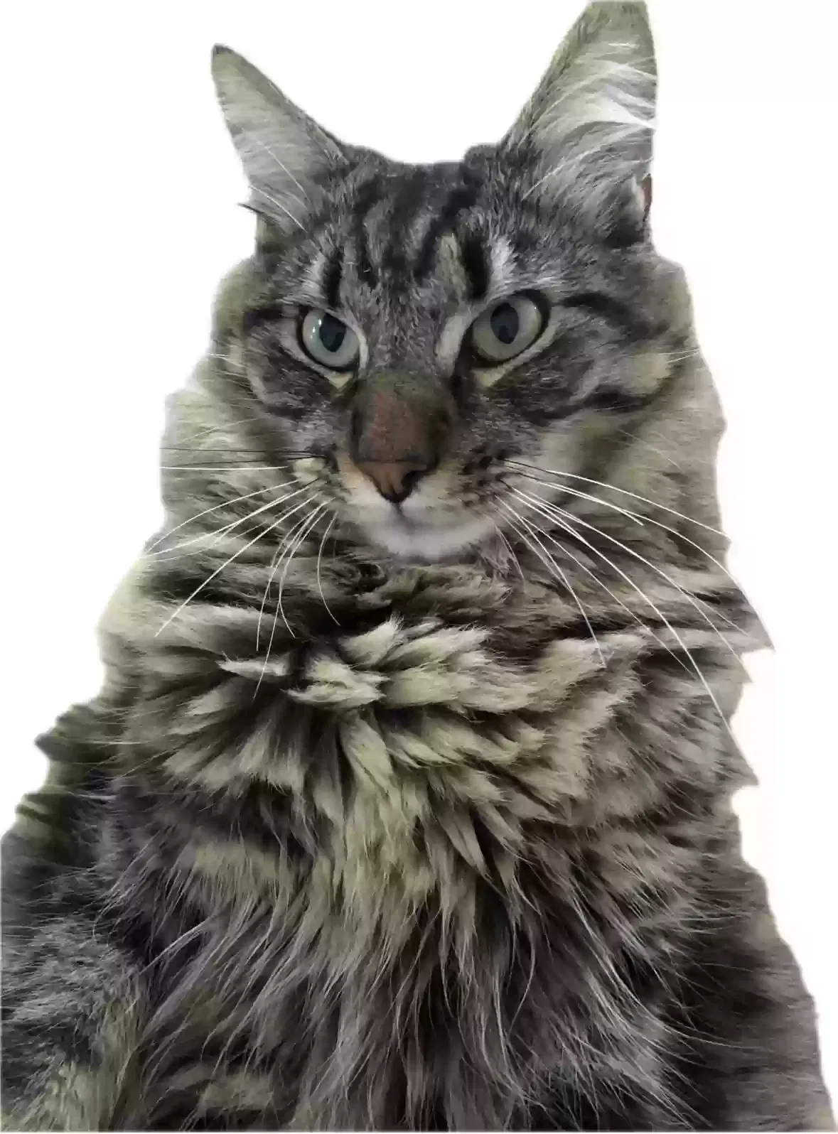 Lost cat in El Cerrito, CA, 94530