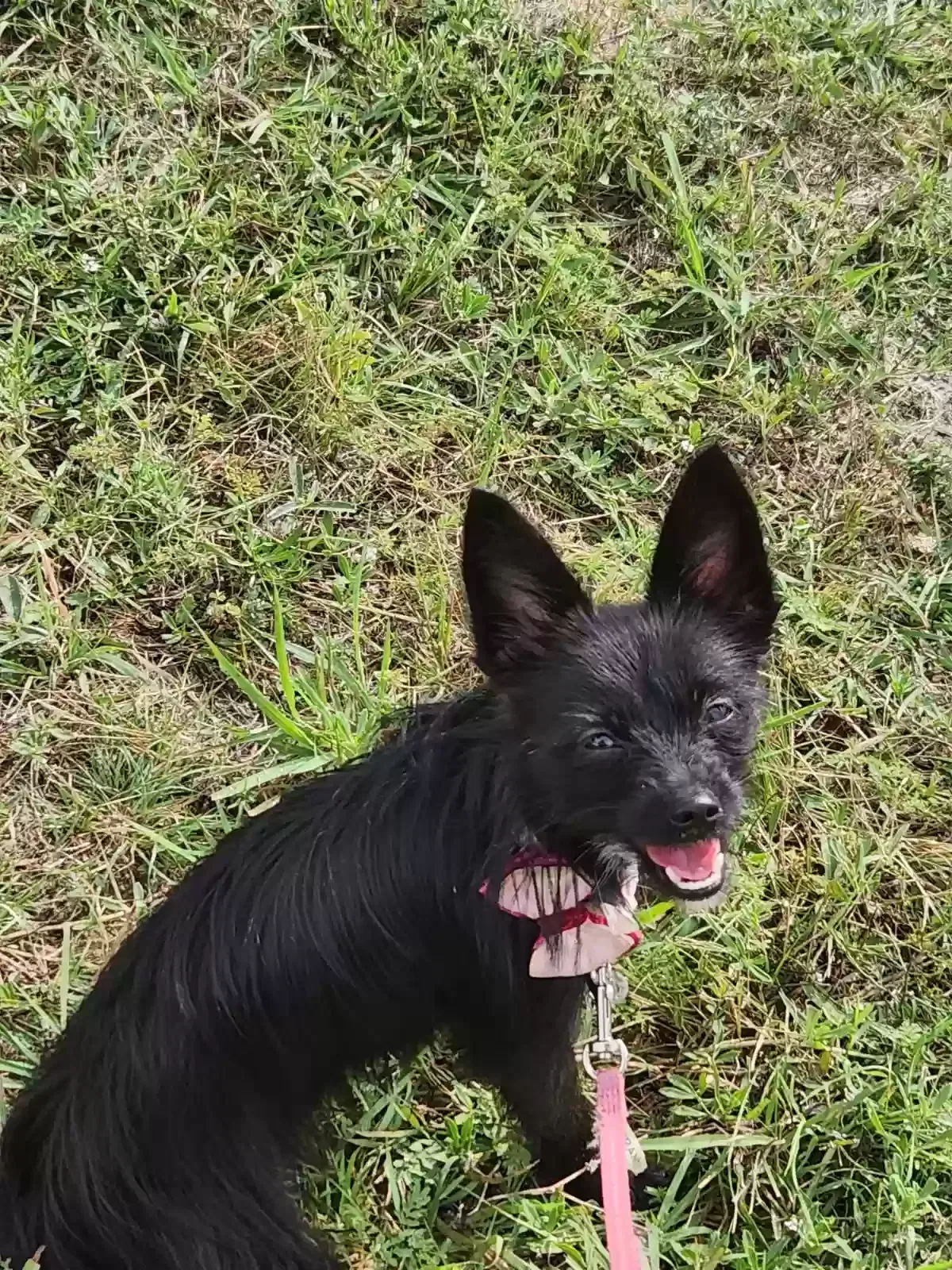 Lost dog in Austin, TX, 78724