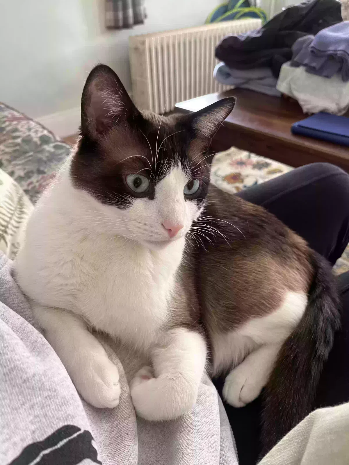 Lost cat in East Hartland, CT, 6027