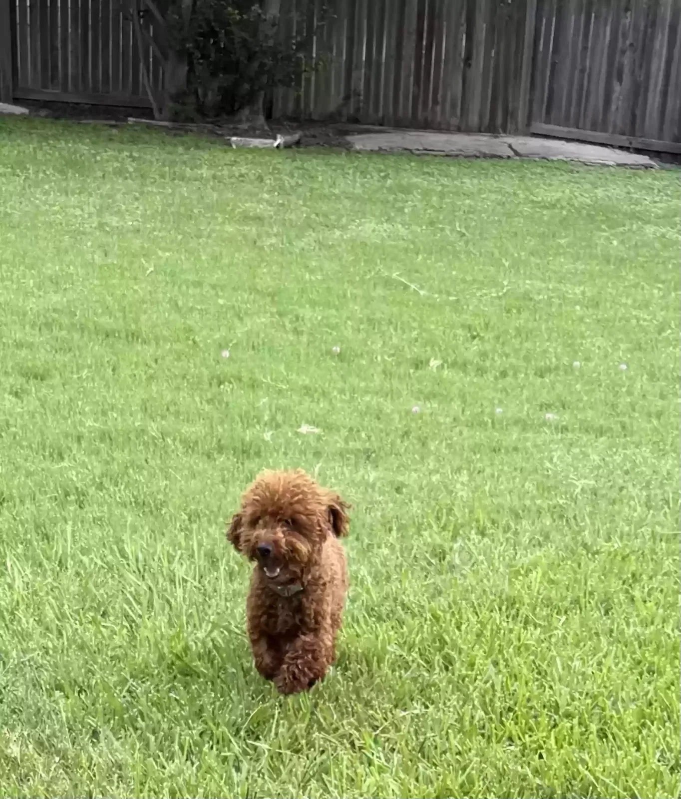 Lost dog in Converse, TX, 78109