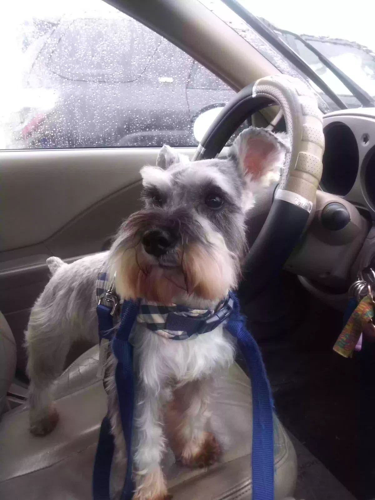 Lost dog in Greenville, SC, 29609