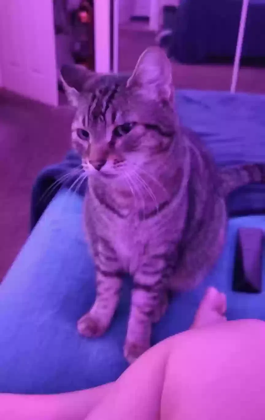 Lost cat in Tacoma, WA, 98444