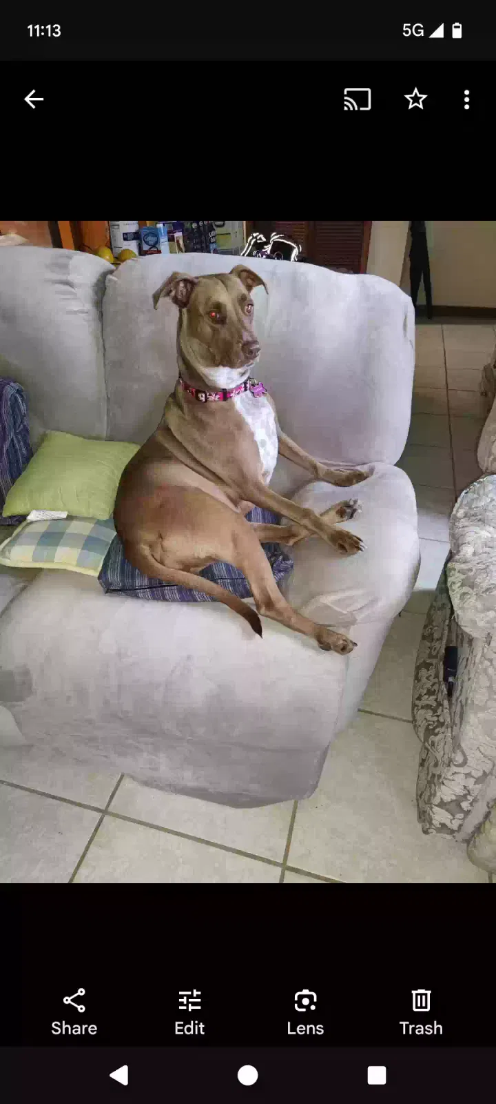 Lost dog in Oviedo, FL, 32765
