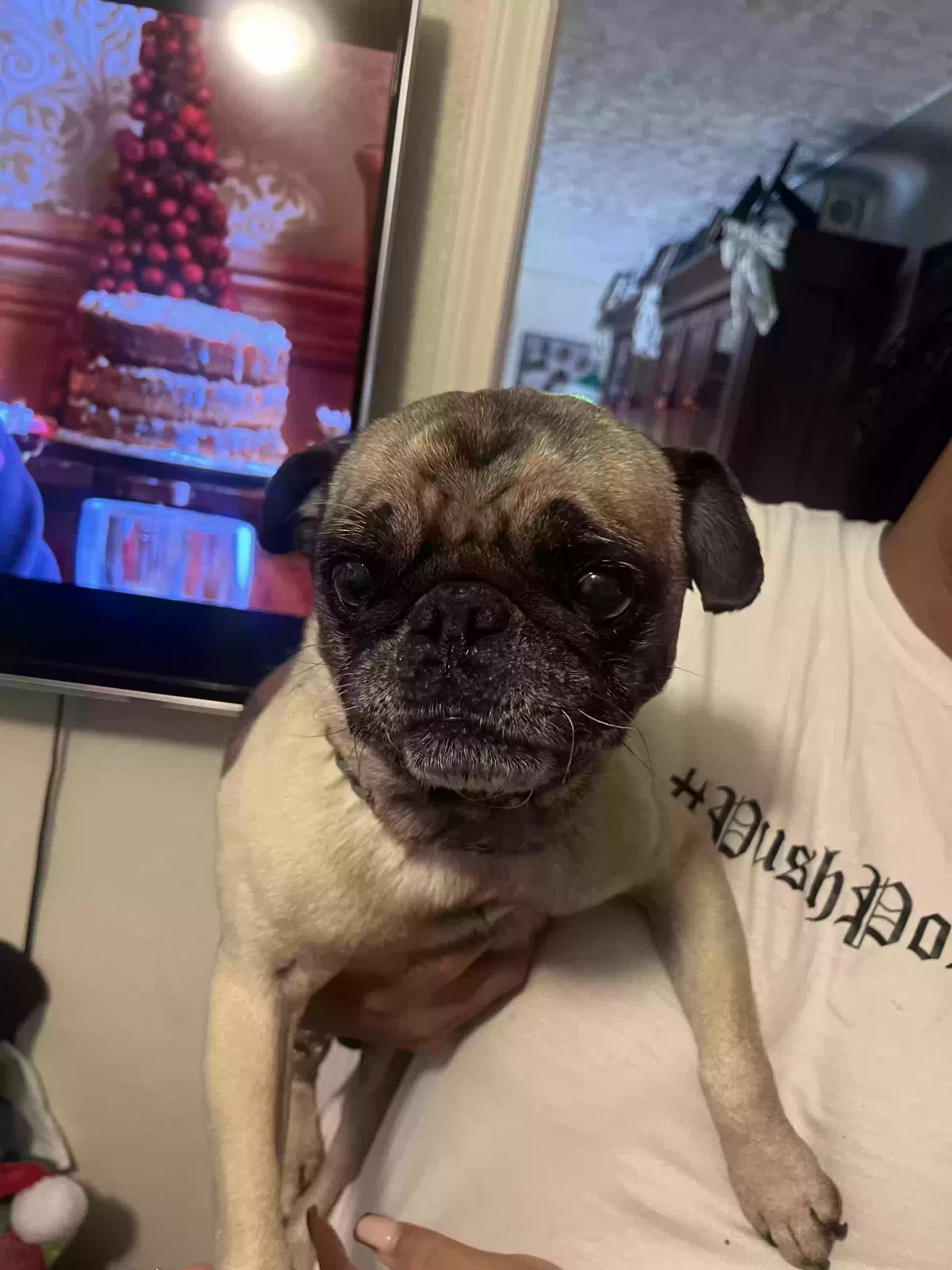 Lost dog in Pontiac, MI, 48340