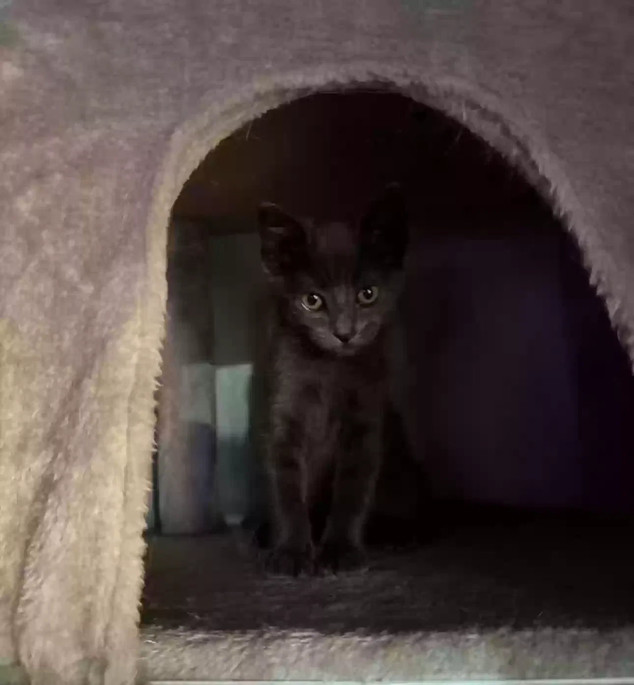 Lost cat in Hemet, CA, 92544