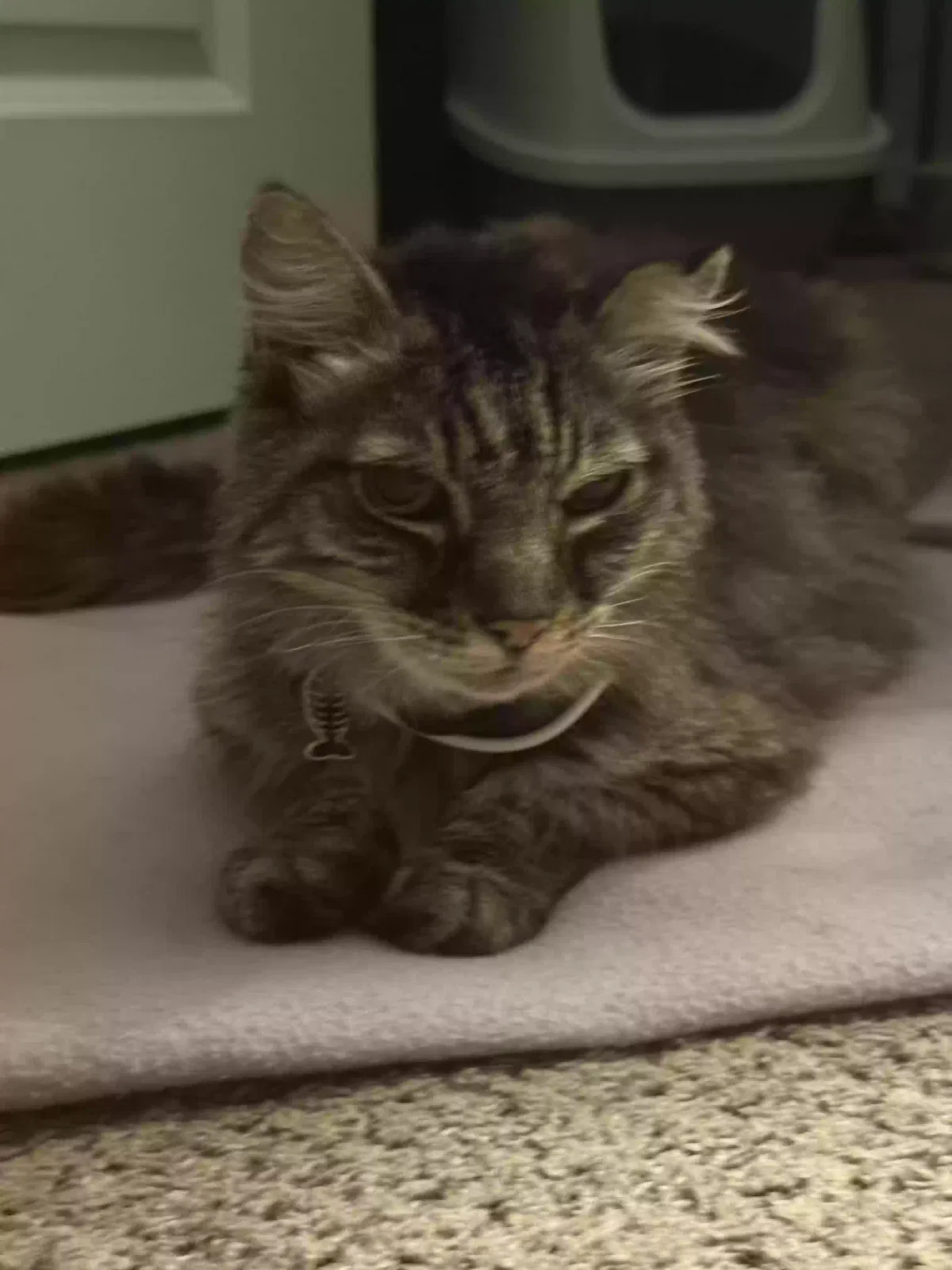 Found cat in Walnut Creek, CA, 94597