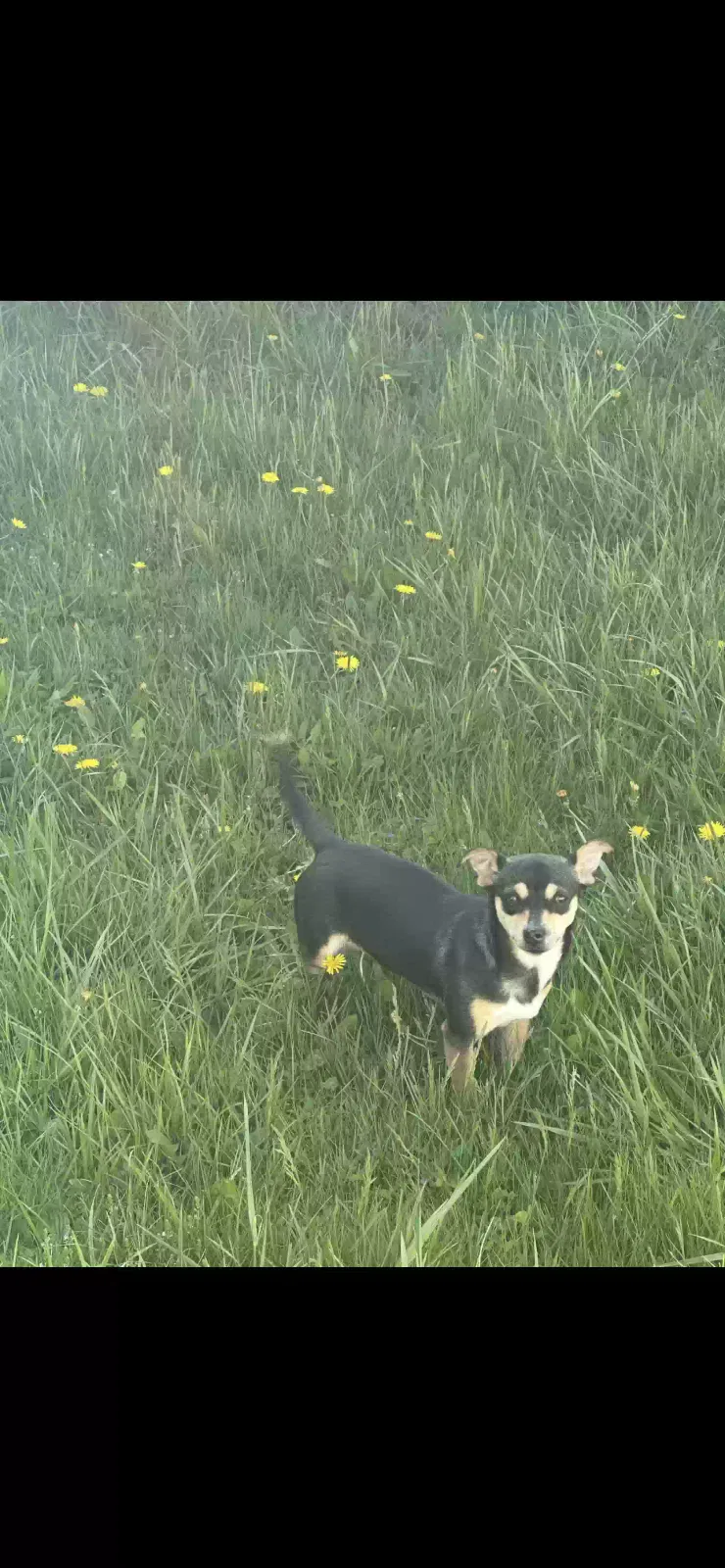Lost dog in Princeton, WV, 24739