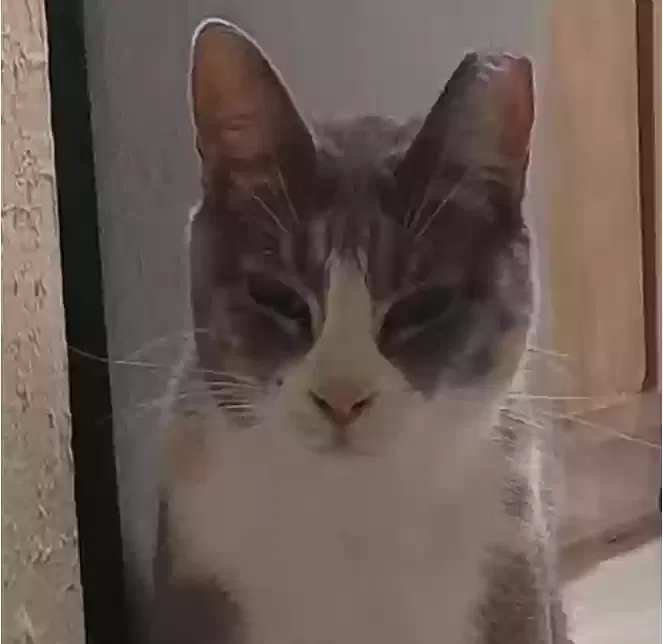Found cat in Tulsa, OK, 74133