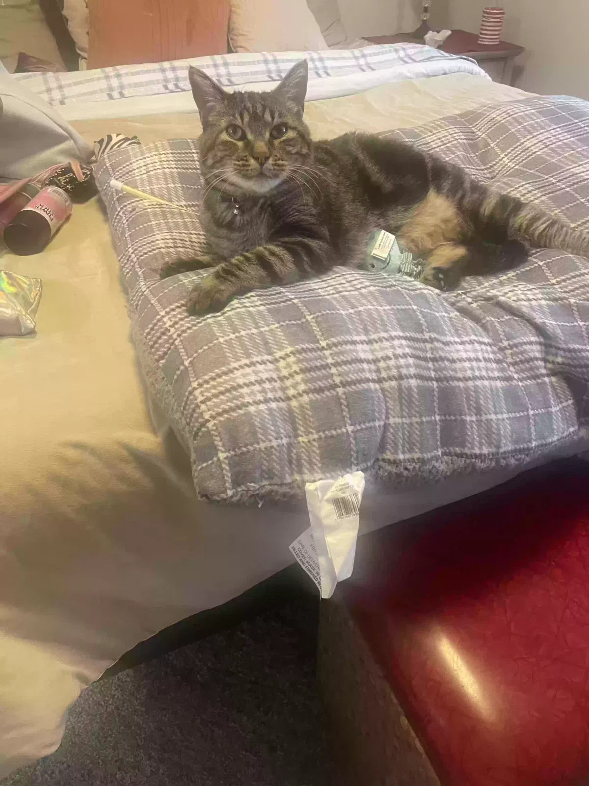 Lost cat in Casper, WY, 82601