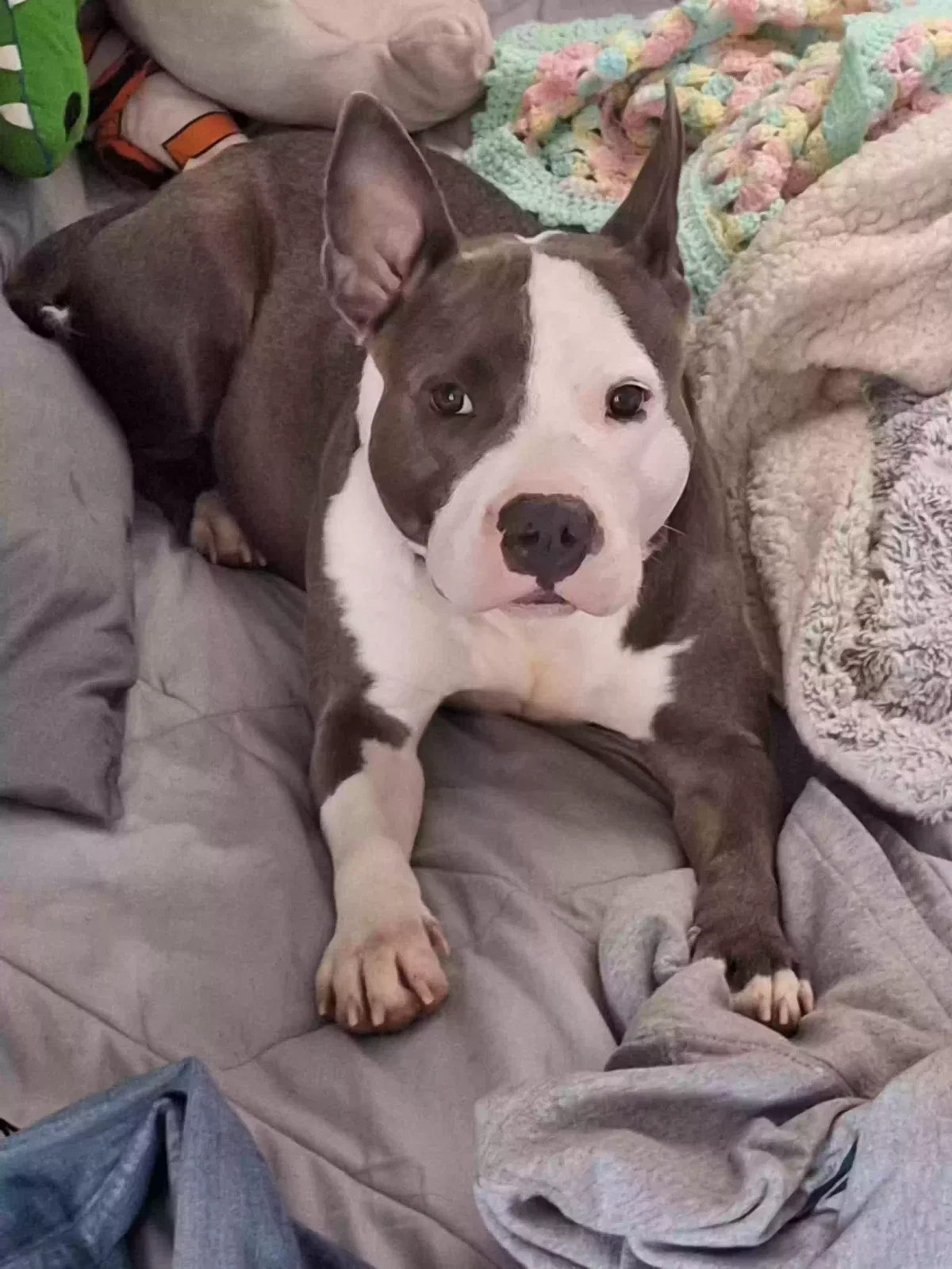Lost dog in Atlanta, GA, 30341