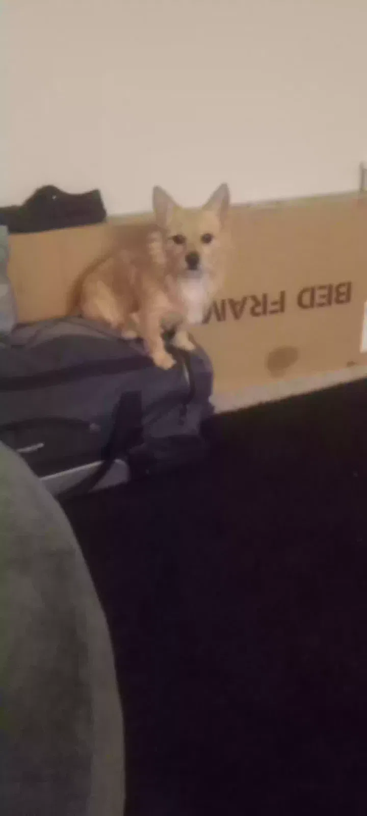 Lost dog in Atlanta, GA, 30341