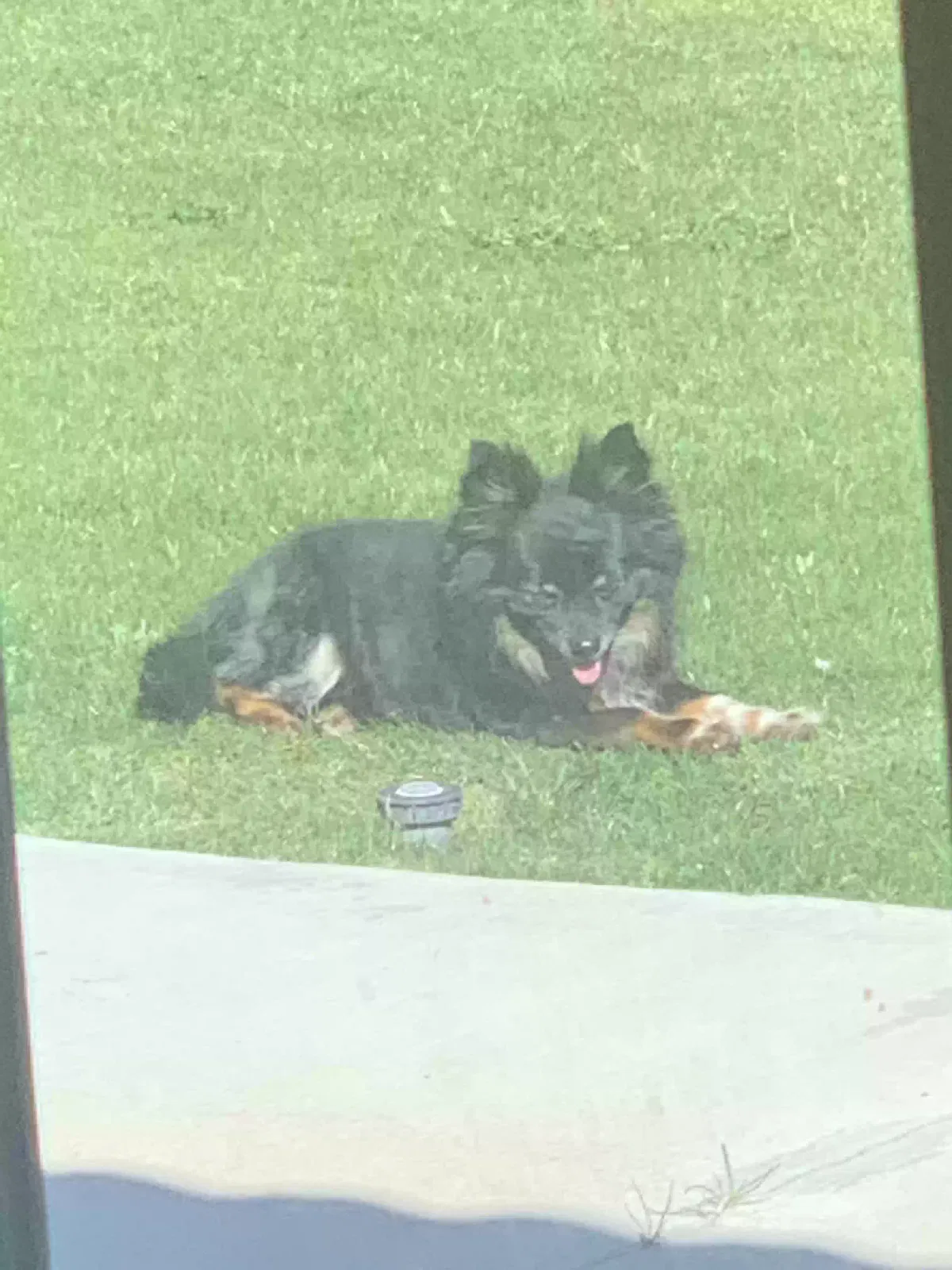 Lost dog in Coachella, CA, 92236