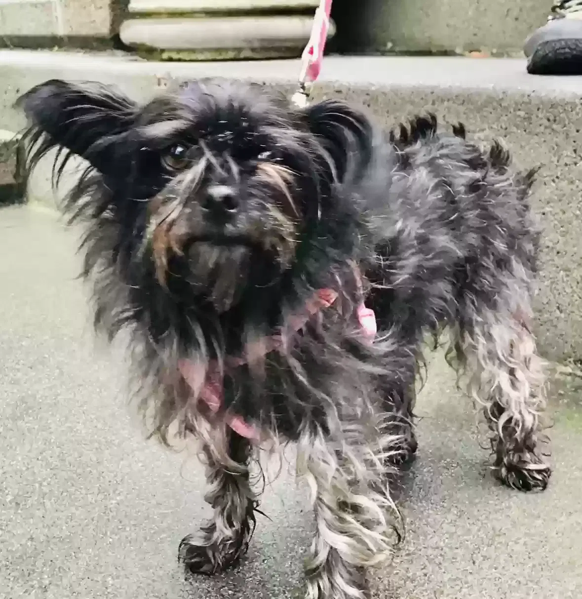Lost dog in Duncannon, PA, 17020