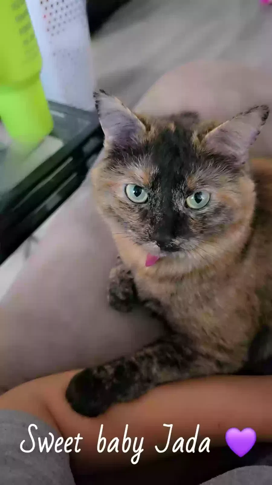 Lost cat in Wichita, KS, 67203