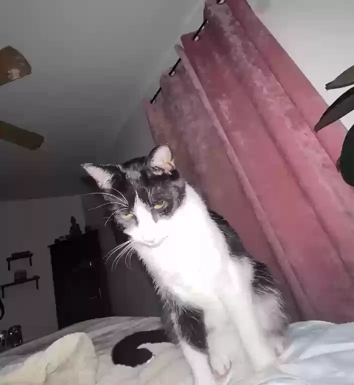 Lost cat in Indialantic, FL, 32903