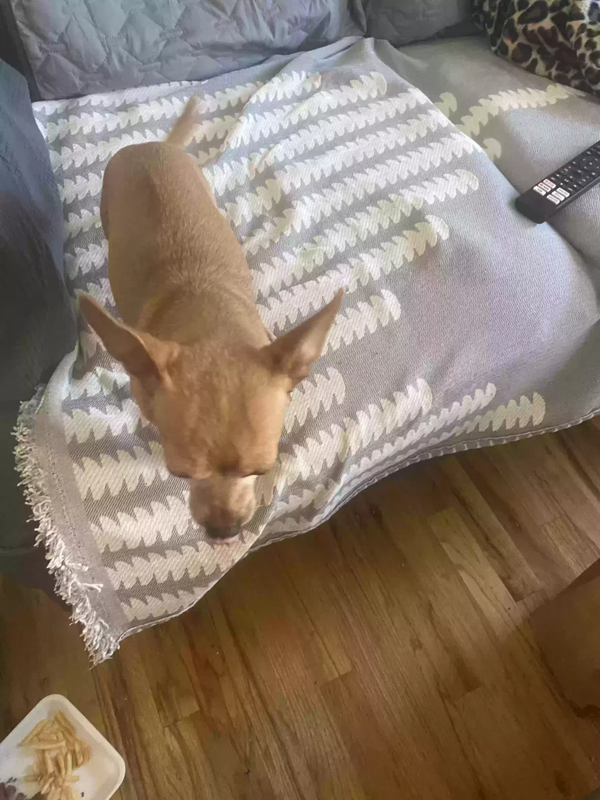 Lost dog in Denver, CO, 80219