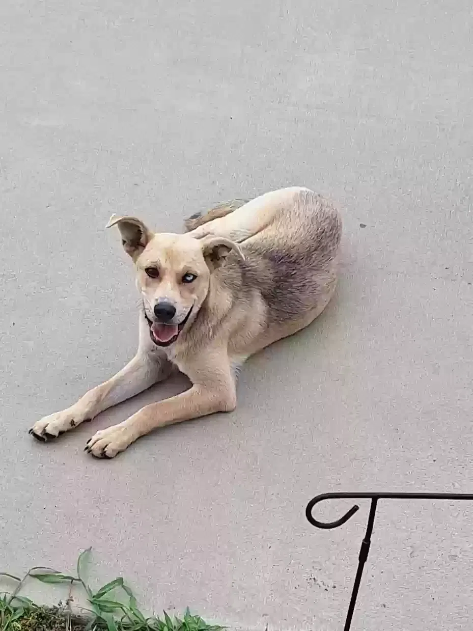 Found dog in Lumberton, NC, 28360