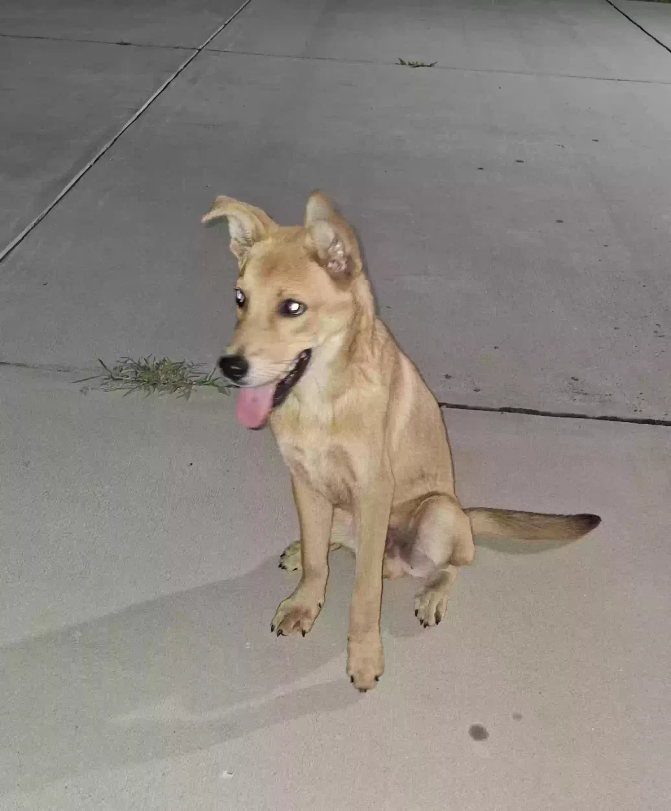 Found dog in Lumberton, NC, 28360
