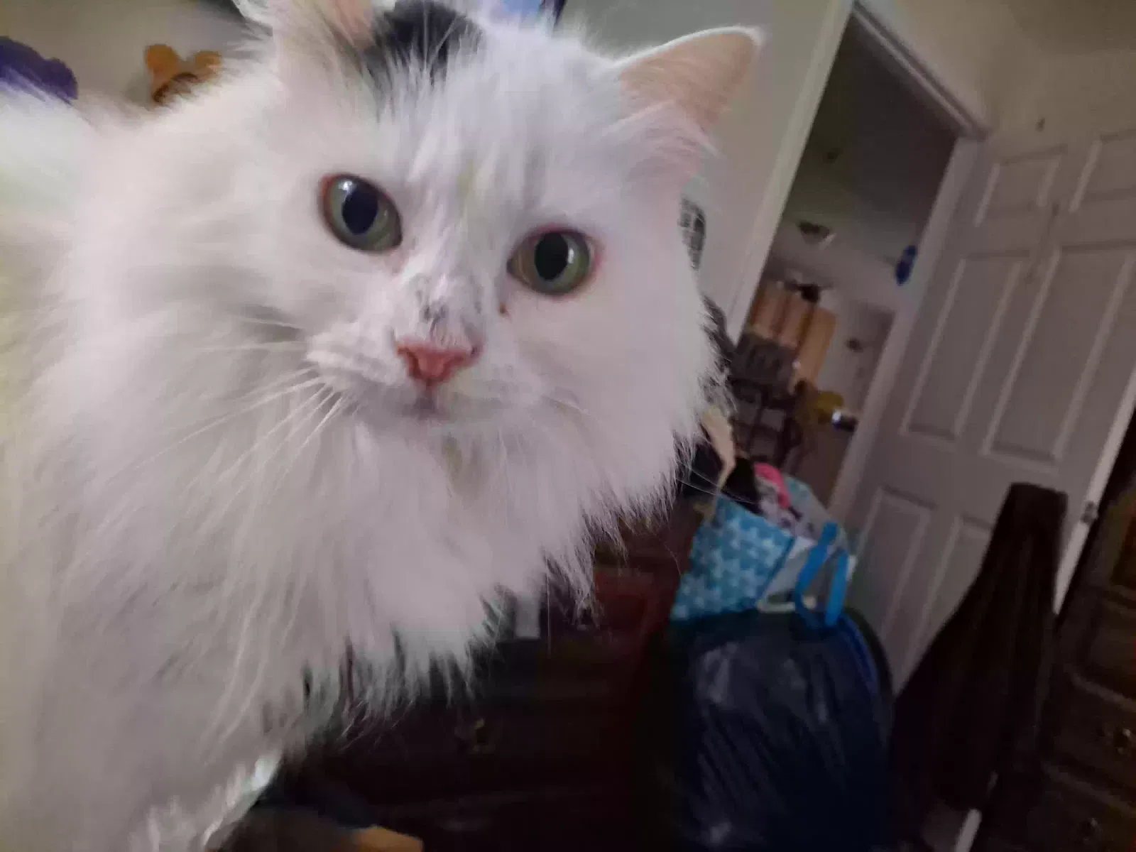 Lost cat in Wareham, MA, 2571
