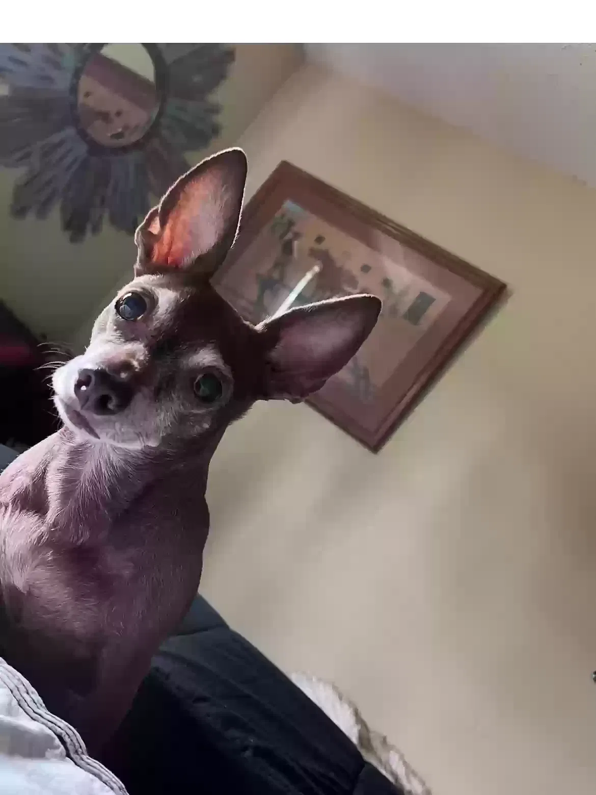 Lost dog in Lehigh Acres, FL, 33972