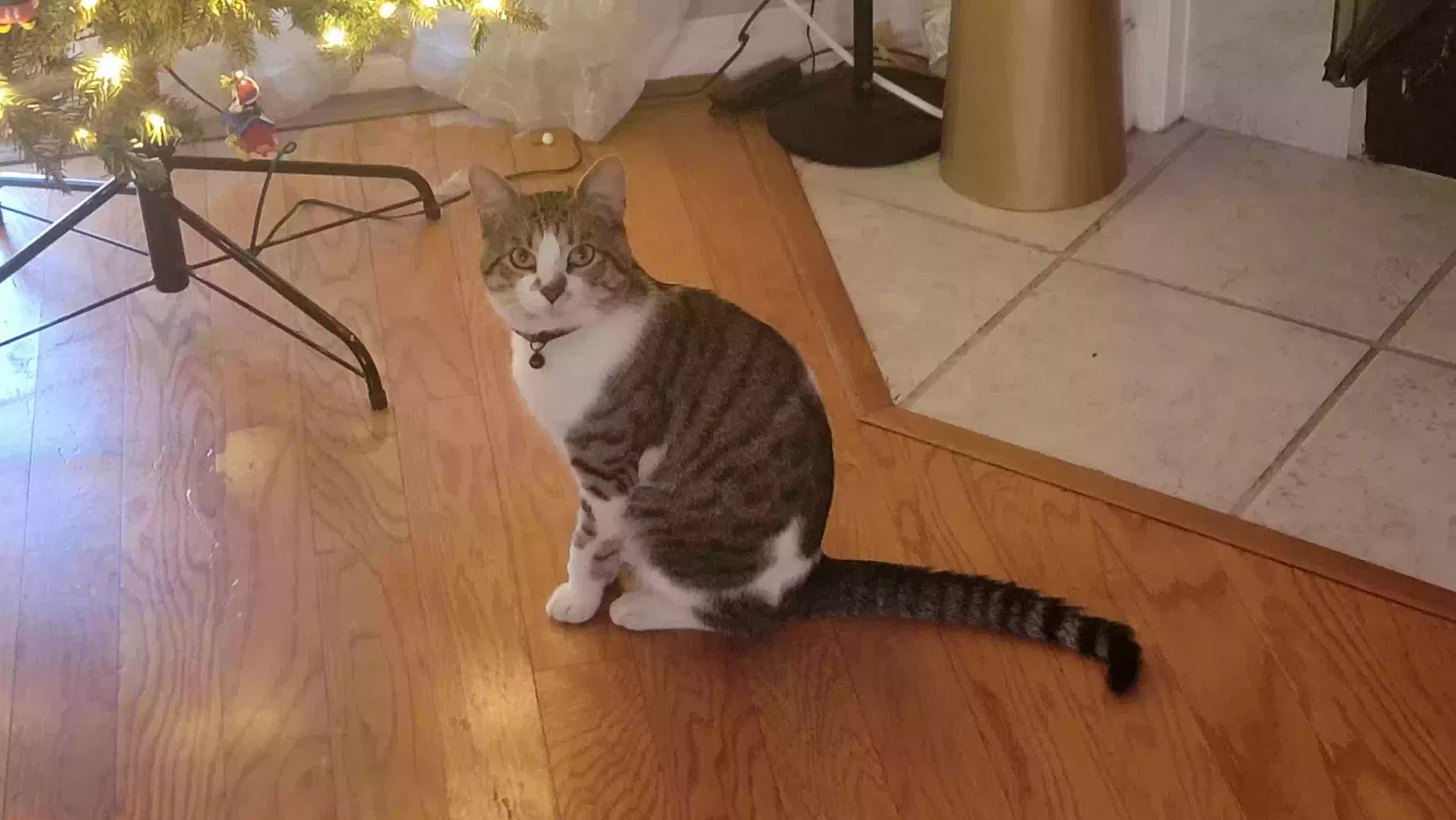 Lost cat in Pensacola, FL, 32526