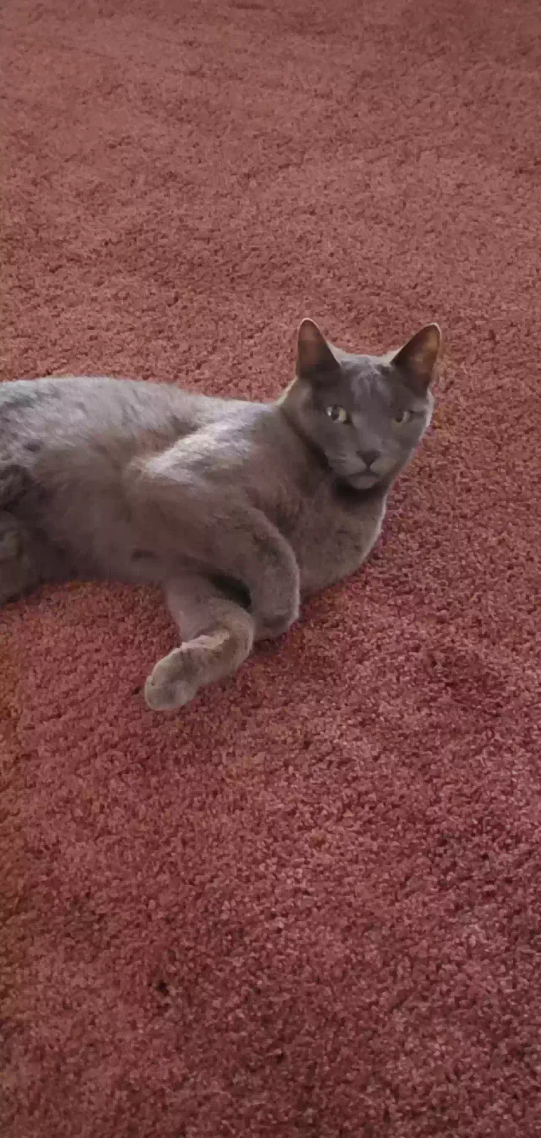 Lost cat in El Paso, TX, 79936