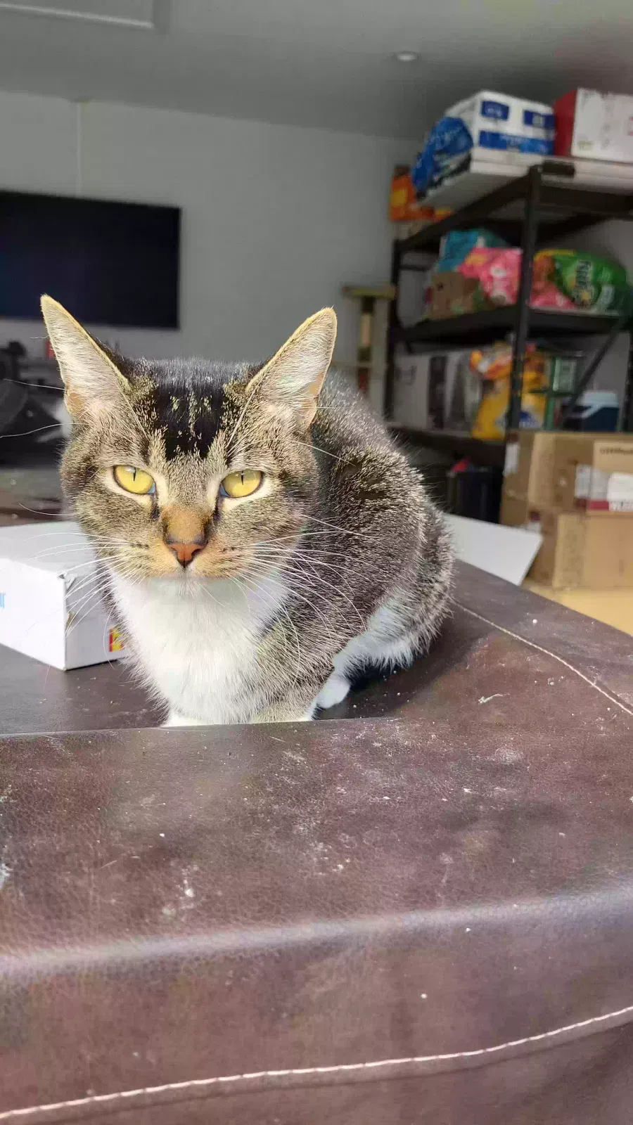 Lost cat in Lakewood, CA, 90712