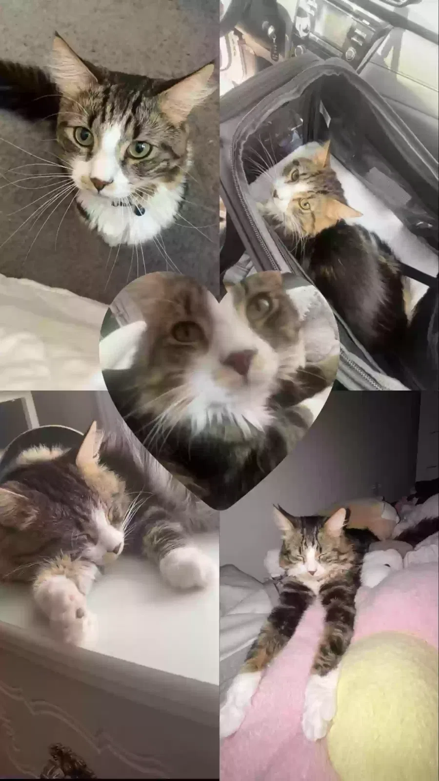 Lost cat in Rochester, NY, 14626