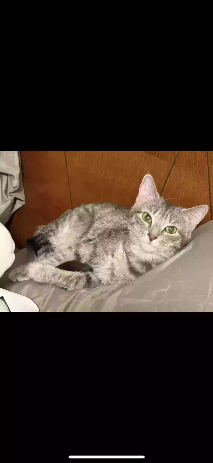 Lost cat in Merrimack, NH, 3054