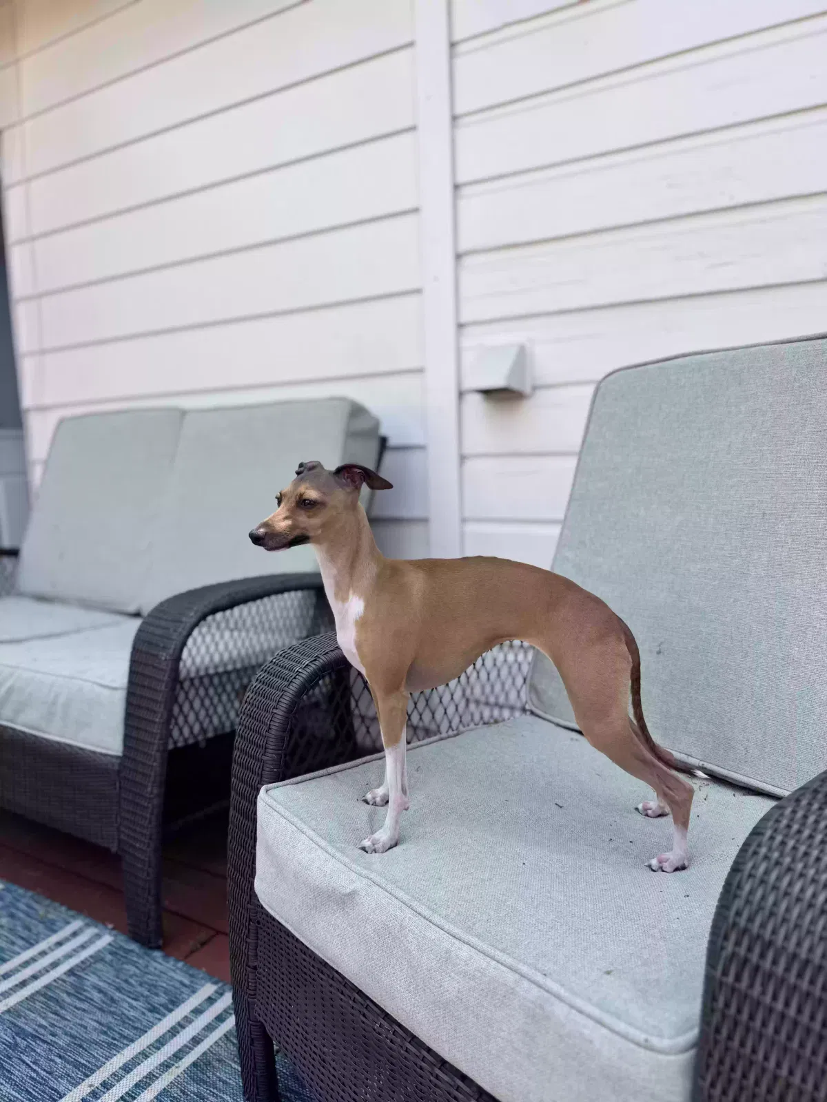 Lost dog in Houston, TX, 77008
