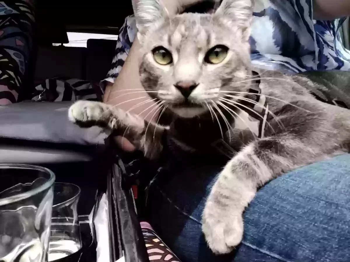 Lost cat in Vero Beach, FL, 32966