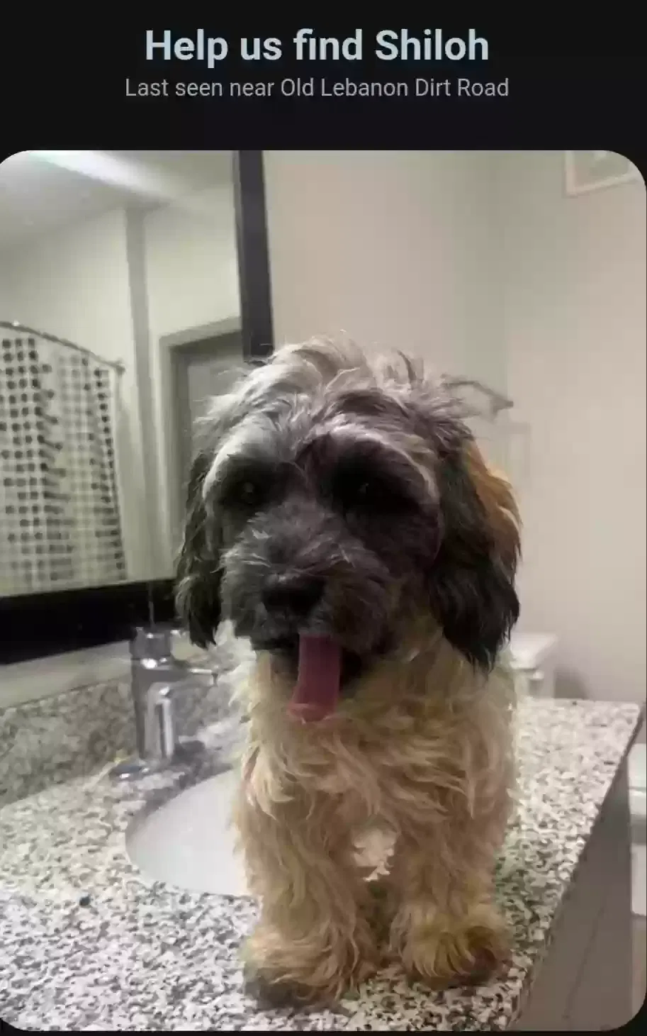 Lost dog in Mount Juliet, TN, 37122