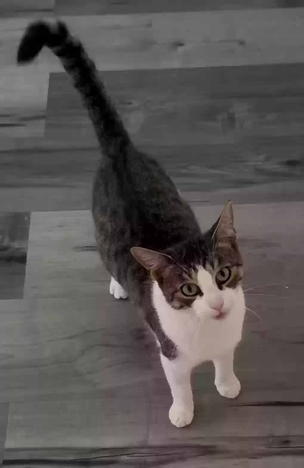 Lost cat in Bellerose, NY, 11426