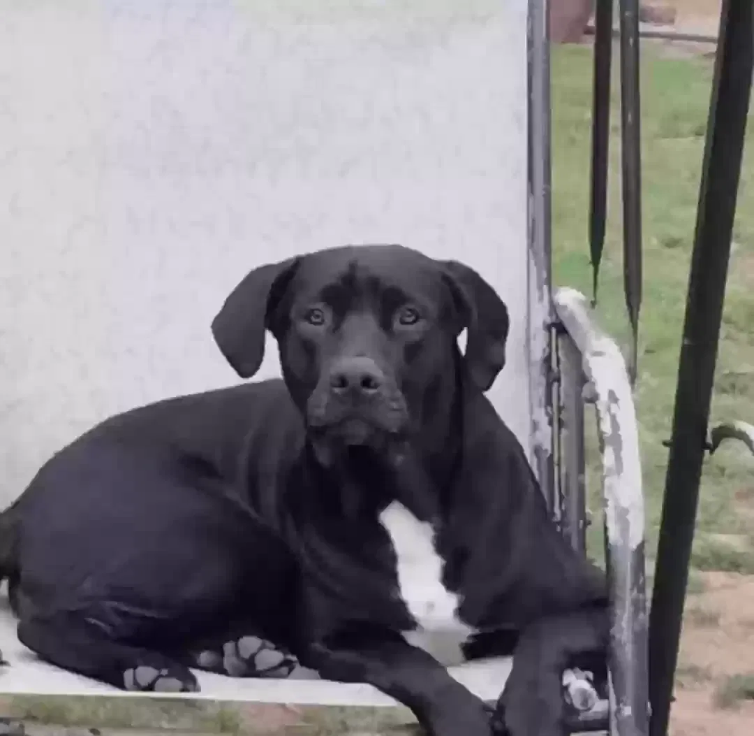 Lost dog in Fort Worth, TX, 76103