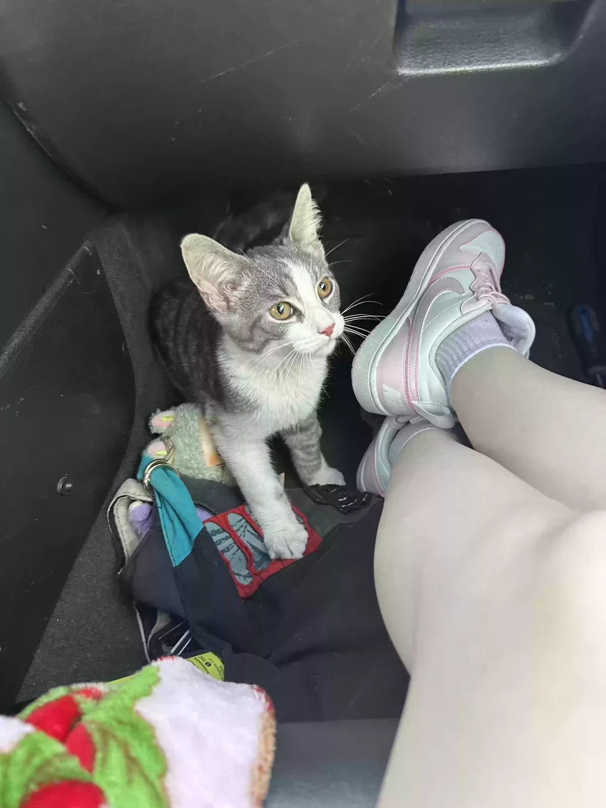 Found cat in Pekin, IL, 61554