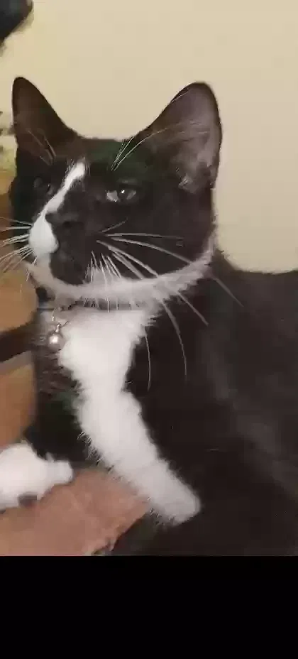 Lost cat in Florissant, MO, 63031