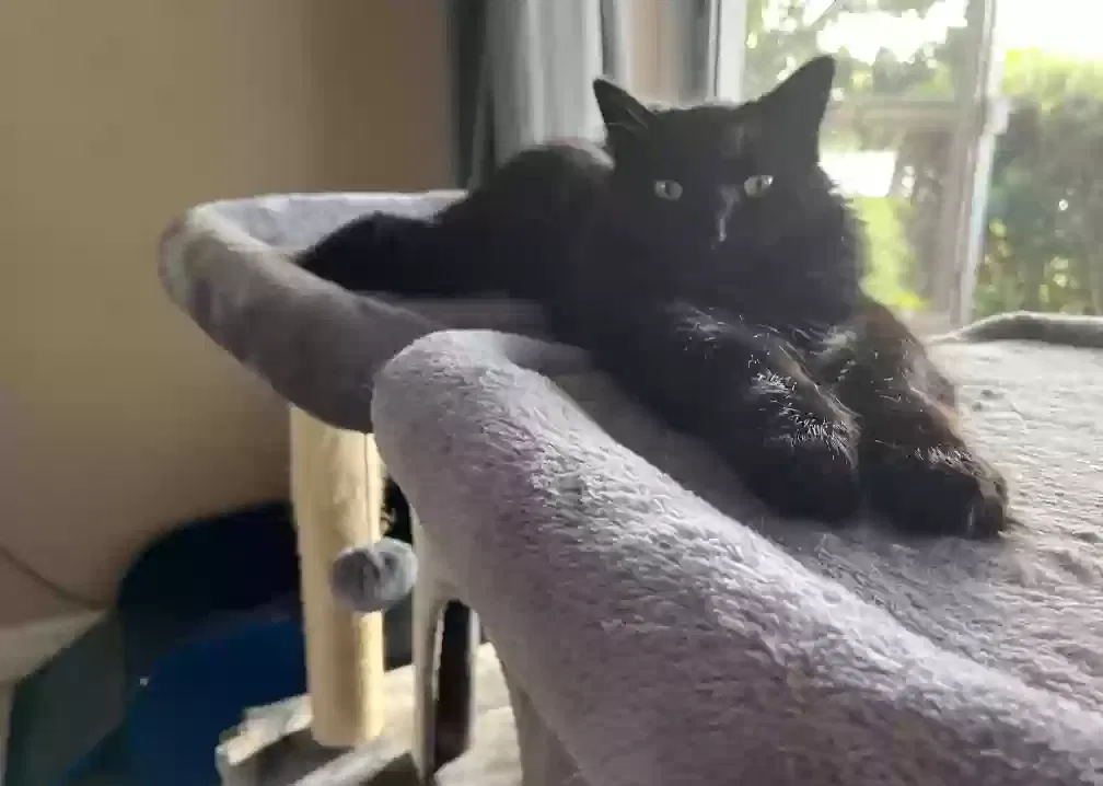 Lost cat in Holiday, FL, 34690