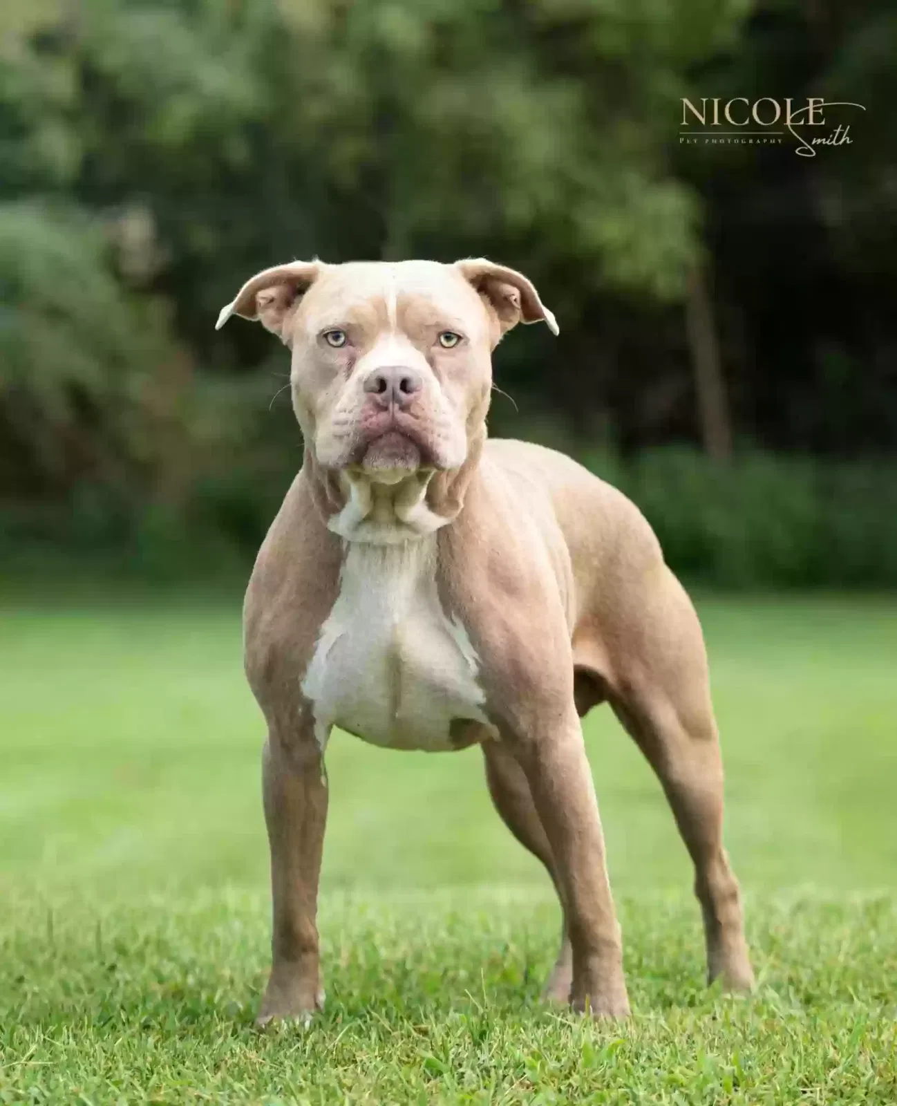 Lost dog in Madisonville, KY, 42431