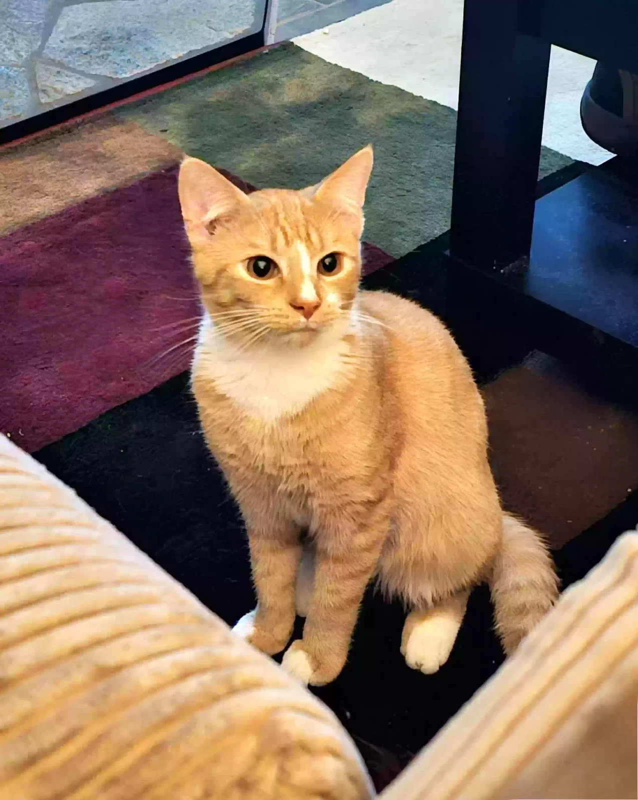 Lost cat in Spotsylvania, VA, 22553