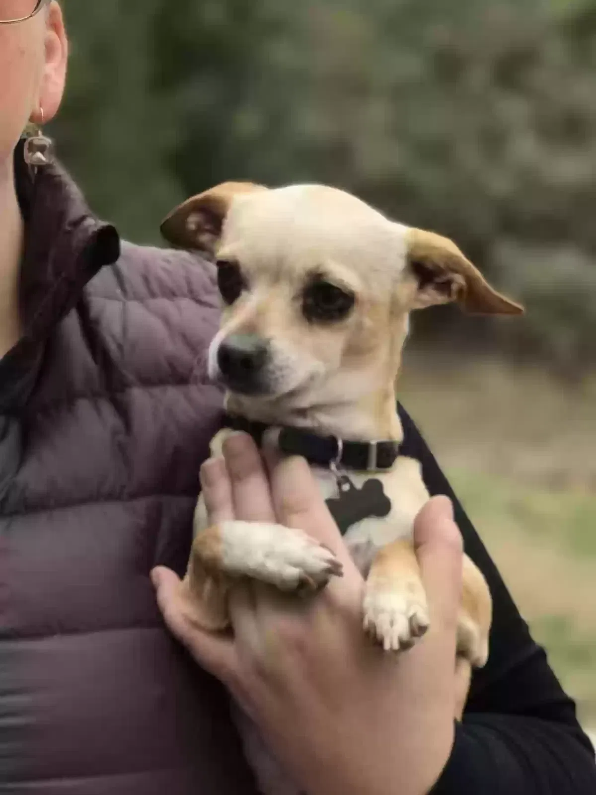 Lost dog in Sacramento, CA, 95815