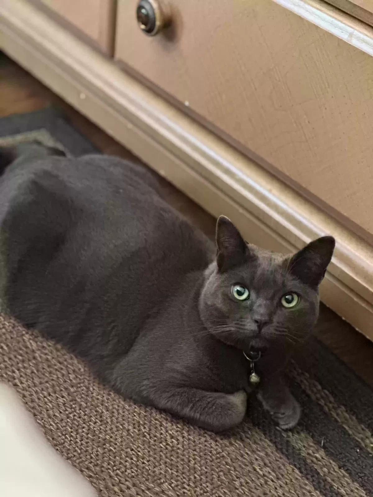 Lost cat in Oceanside, CA, 92058