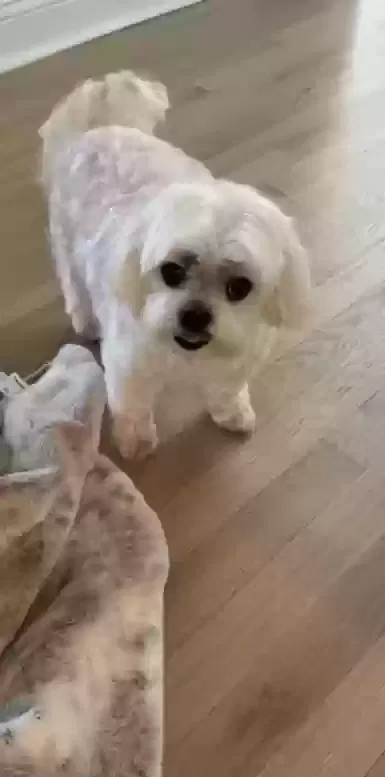 Lost dog in Hendersonville, NC, 28739