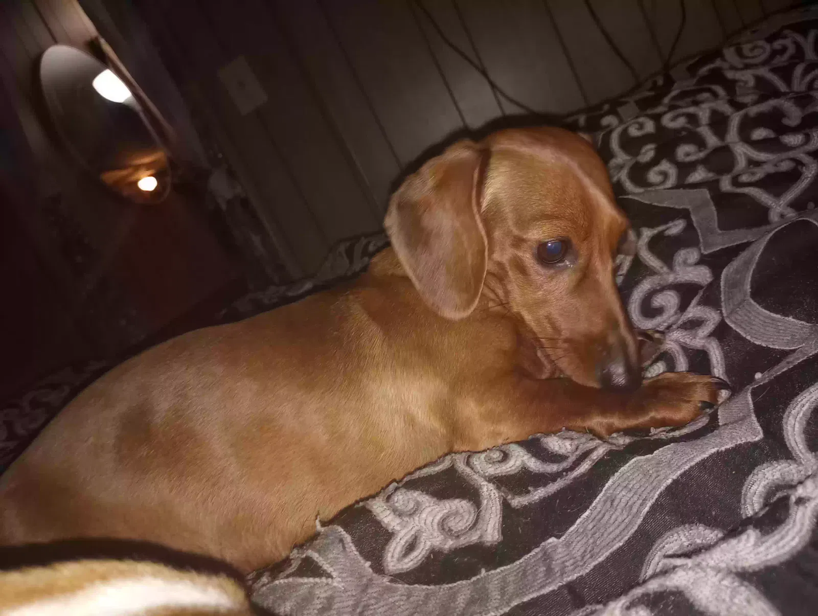 Lost dog in Gatesville, TX, 76528