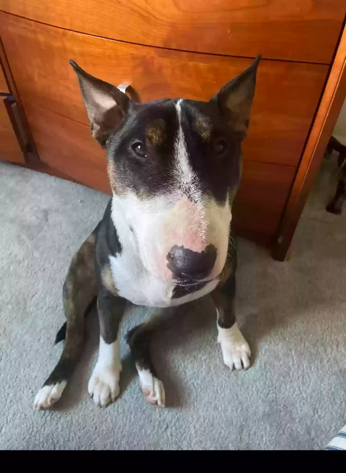 Lost dog in Oakland, CA, 94605
