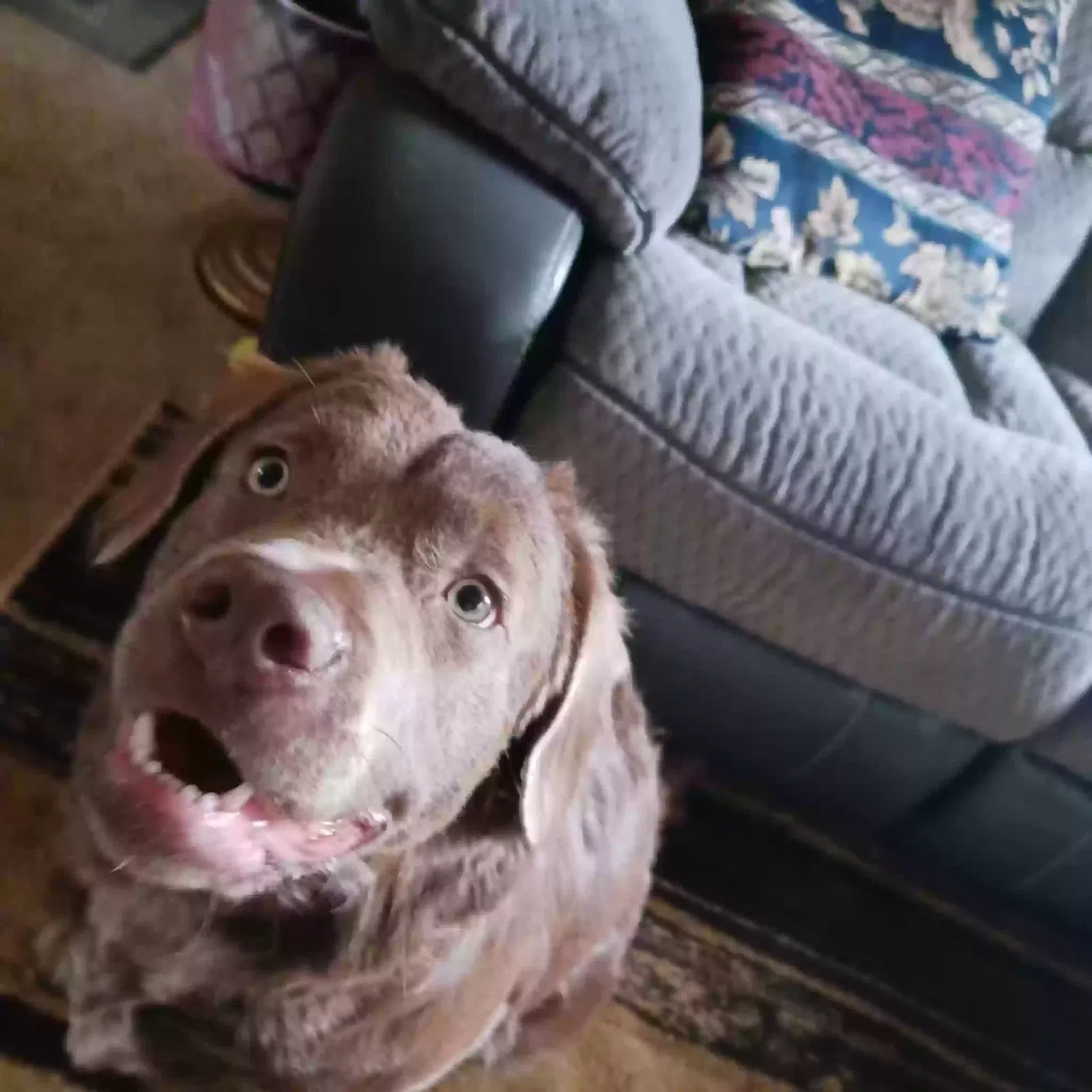 Lost dog in High Point, NC, 27260