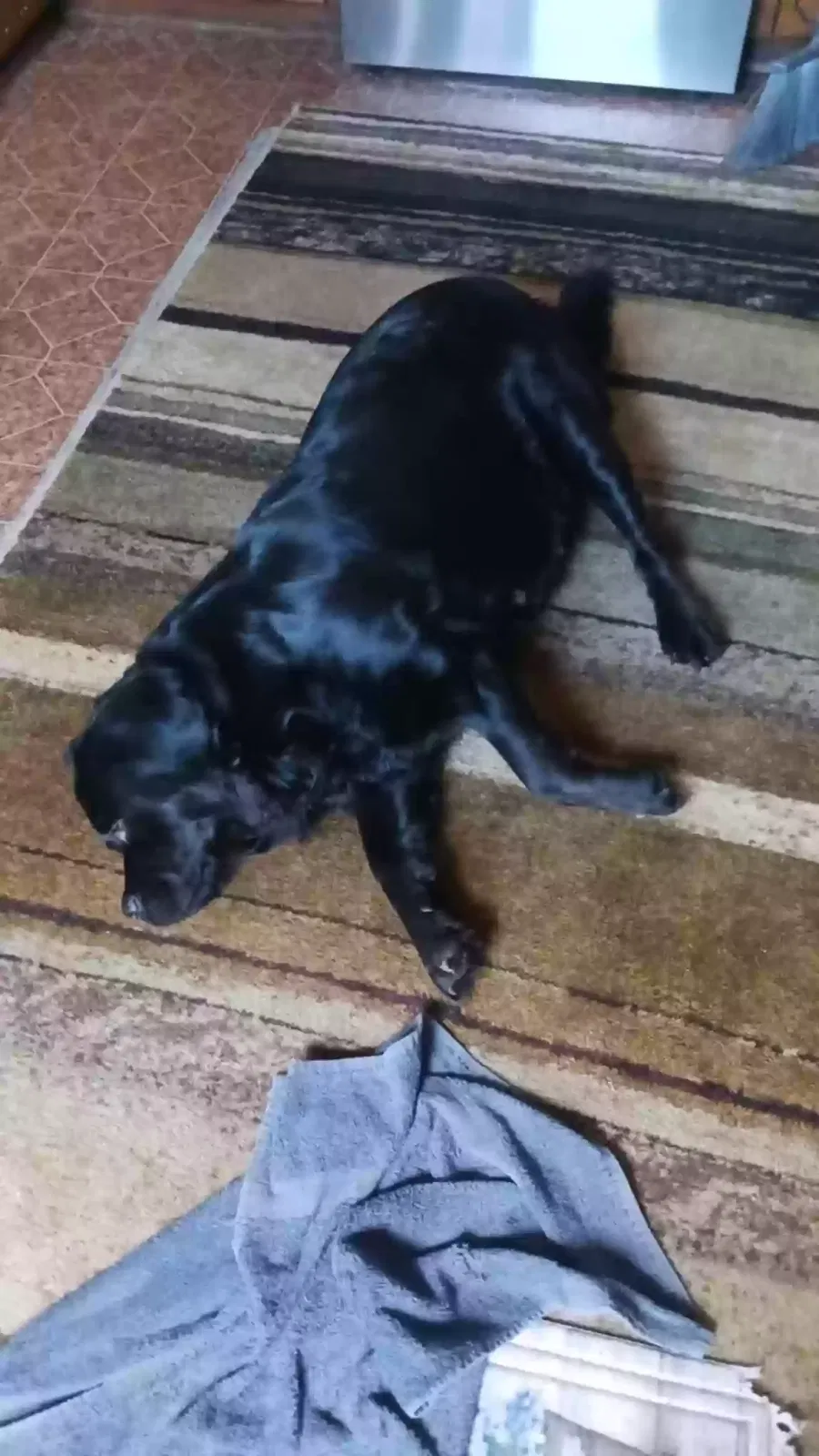 Lost dog in High Point, NC, 27260