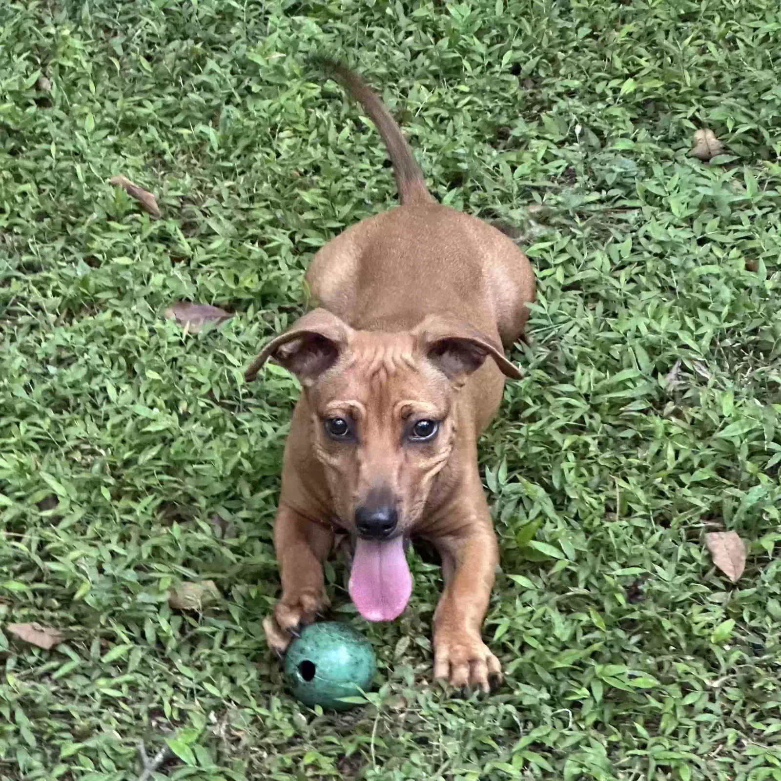 Found dog in Nacogdoches, TX, 75964