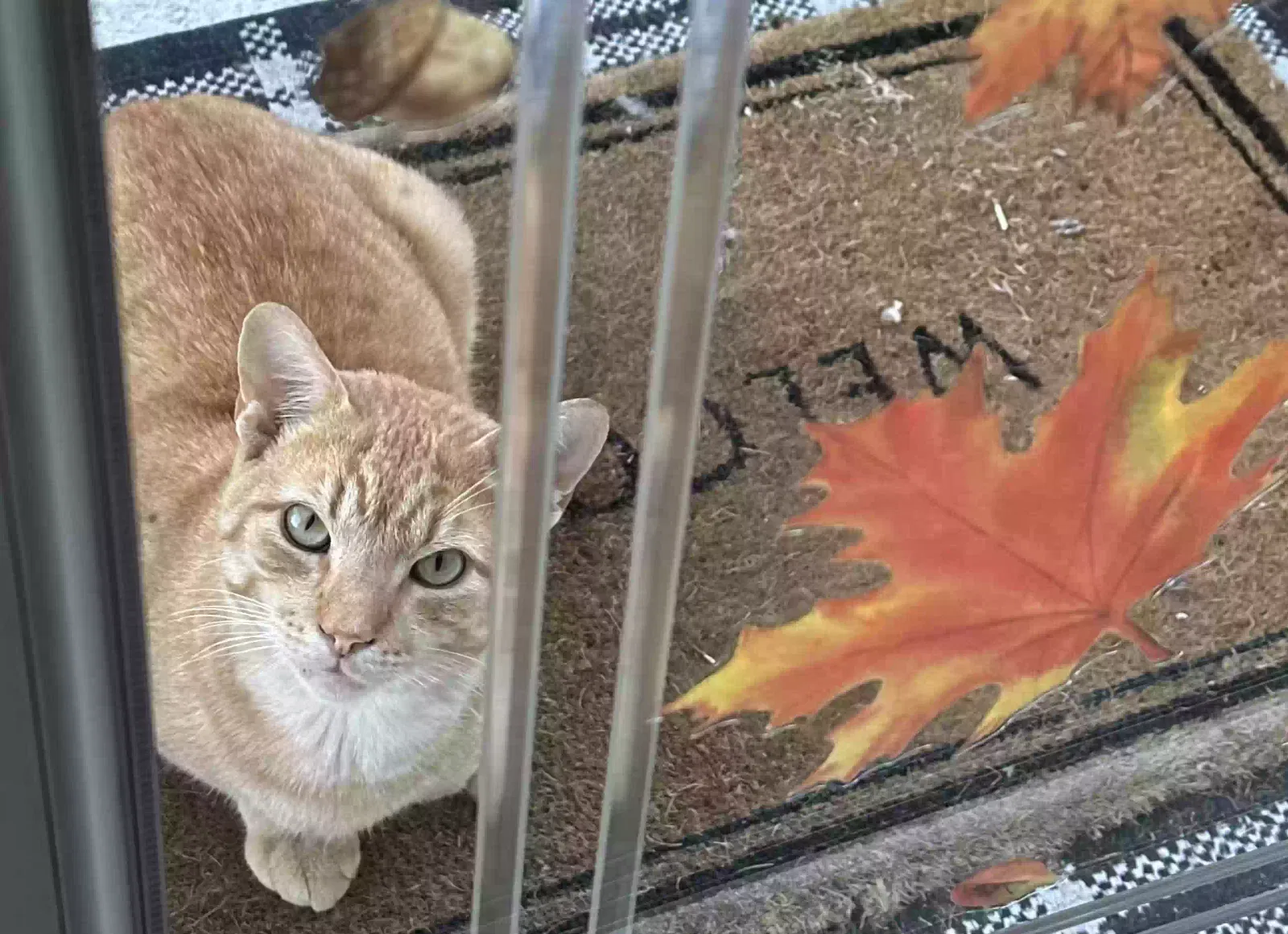 Lost cat in New Providence, PA, 17560