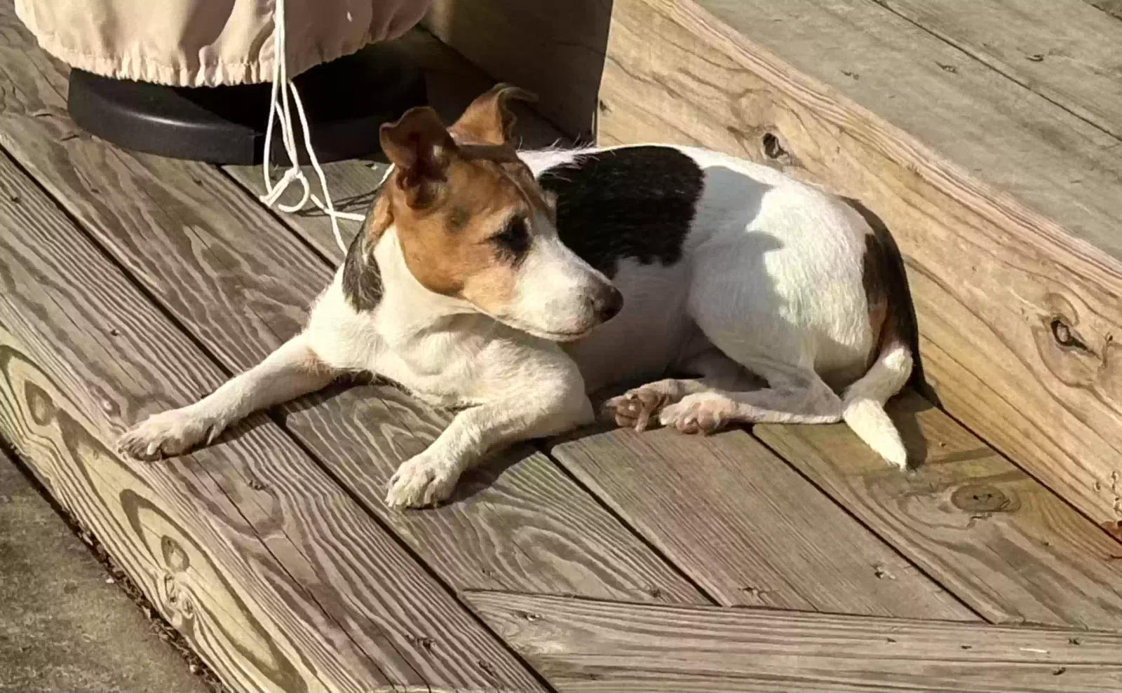 Lost dog in Pittsburgh, PA, 15237